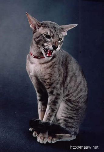 Cat - An angry Asian cat