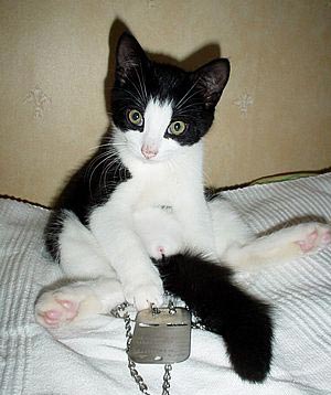 Ca - Sitting on a bed cat