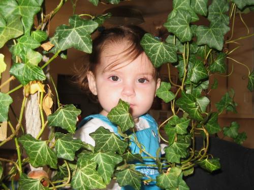 Savanna - In my ivy in the dining room.