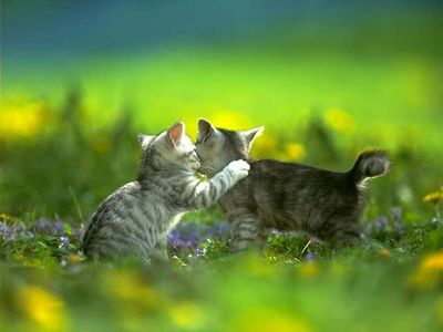 cats - playing cats