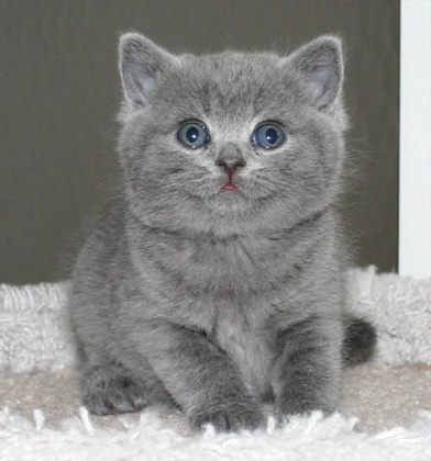 British cat - A British cute kitten