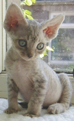 Devon rex - The devon rex cat is very strange