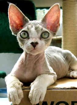 devon rex - Devon rex cat