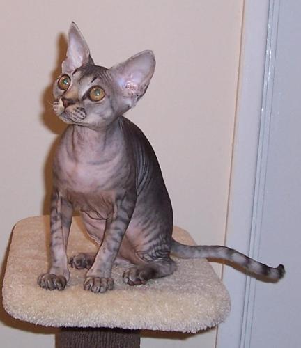 Devon rex - Devon rex looking at something
