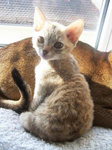German rex  - The German rex is a little bit more different from the devon rex