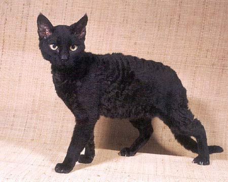 German rex - A black German rex.
