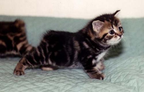 Manx - The manx is a very rare breed
