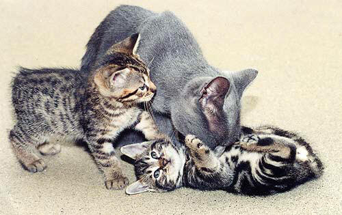 Manx - Two manx kitten with a grey cat