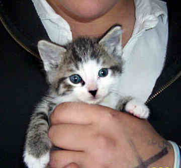 Manx - A lovely manx kitten