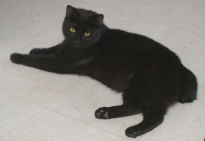 Bobtail - A black bobtail