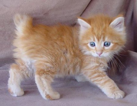 American bobtail - An american bobtail- orange