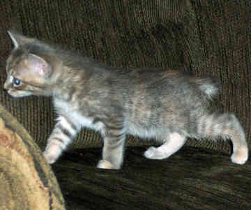 Bobtail - A grey amarican bobtail