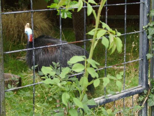 Turkey female  - Turkey female in her cage. I haven't seen a male turkey though, perhaps they cooked him ?