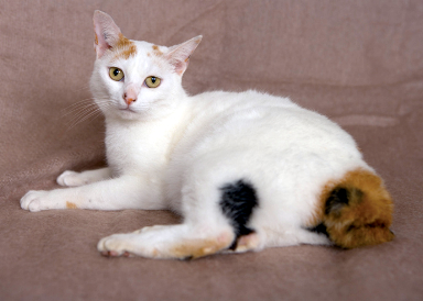 Bobtail - A Japanese bobtail