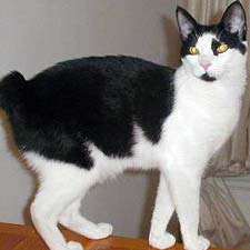 Bobtail - Black-white Japanese bobtail