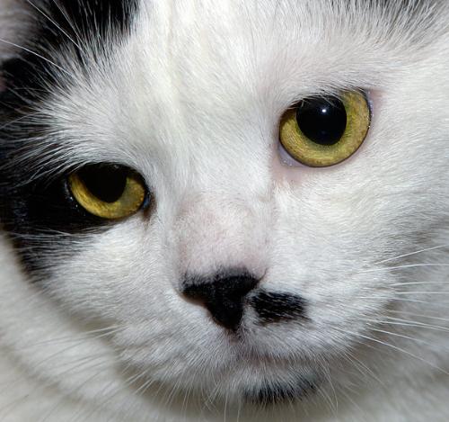 Bobtail - A close-up photo of Japanese bobtail