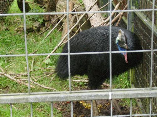 What's UP Turkey ? - Well this is the female again, as i mentioned before they did not have a male turkey.