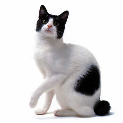 bobtail - Japanese bobtail