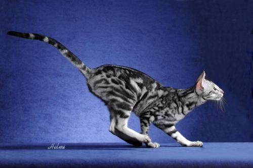 Oriental shorthair cat - An Oriental shorthair cat ready for jump
