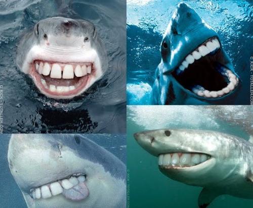 sharks - photoshopped shark pictures with human teeth