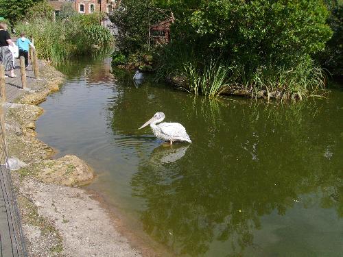 Pelican at the Bristol Zoo - Well come to think about it i believe the pelicans in the St James Park in London looked better than this one, perhaps it was just old.