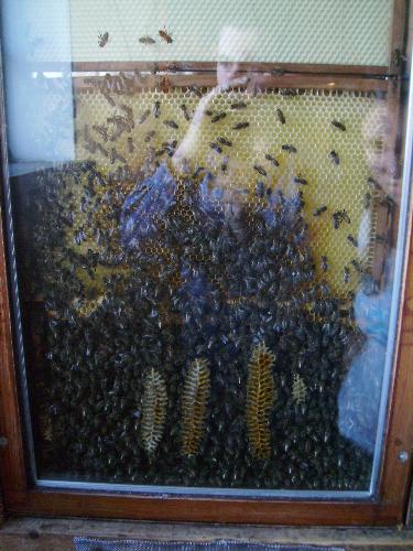 Bees nest - Well this is a nest full of bees and it is inside a double sided glass window so you can see them at all time from all the angles - pretty ingenious i must say.