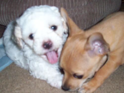 ramby - my dogs rambo and shelby