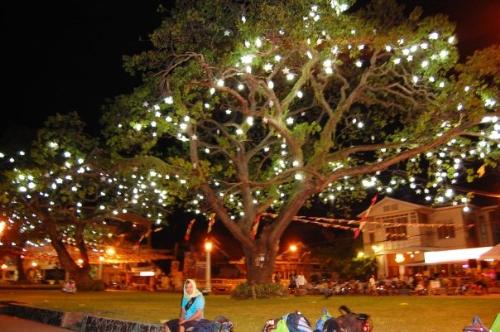 tree - a tree lighted up for the Christmas season