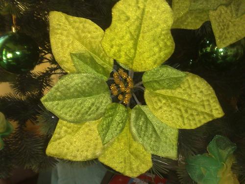 christmas  - christmas flower