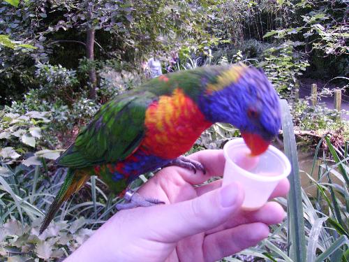 Feeding the lorikeets - Well this was one of the few things that was worth extra in pounds at the Bristol Zoo - 1 pound and you could feed them.