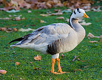 Bar Headed Goose - Bird
