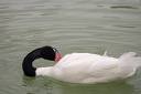 Swam - Black Headed Swam