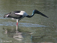 Black Necked Stork - Strok