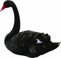 Black Swam - Swam