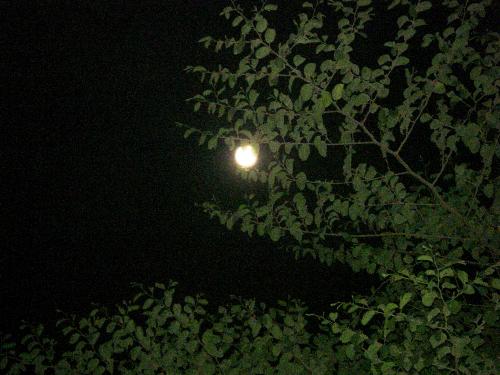 The moon that was... - Playing hide and seek, thou art more beautiful than you know of.