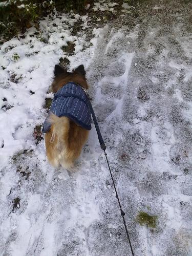 To cold  - Poor Paws are getting cold