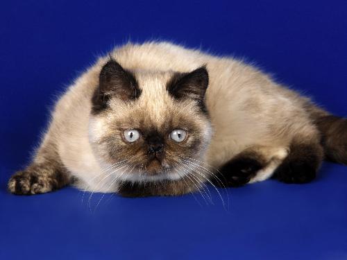 Persian cat - A Himalayan Persian cat staring at the camera