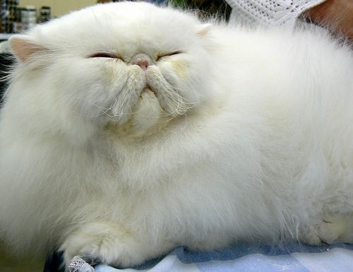 Persian cat  - A white Persian cat