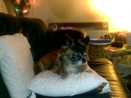 I am fed up with the cold  - I am going to sleep and stay in the warm