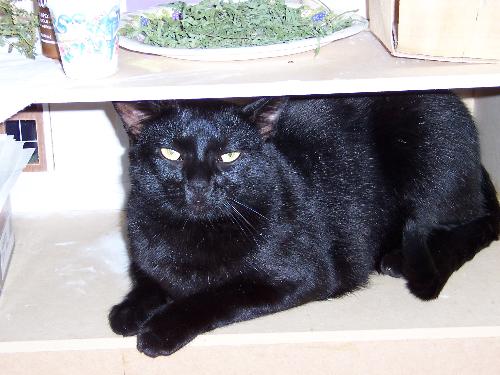 cats - My cat.... he looks amused, yes? ha