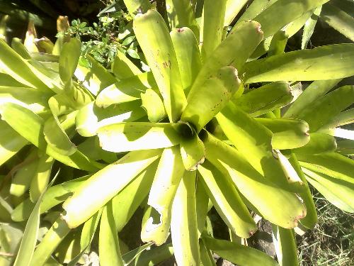 gardening - bromeliad
