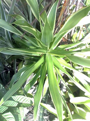 gardening - bromeliad