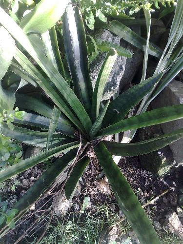 gardening - bromeliad