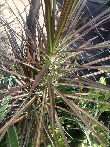 gardening - nice plant