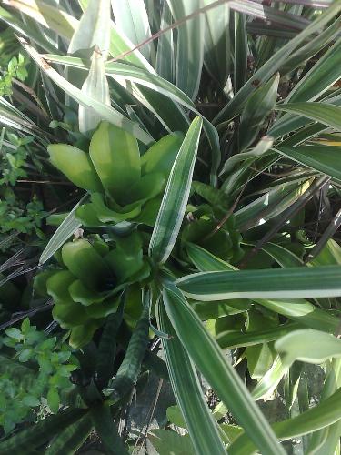 gardening - nice plant