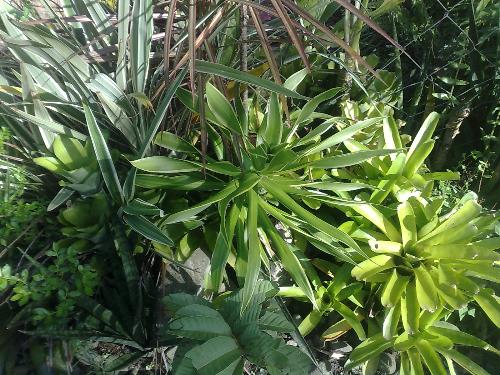 gardening - plant