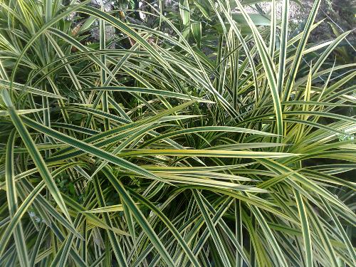 gardening - plant