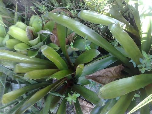 gardening - plant