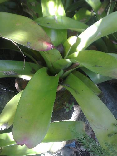 gardening - bromeliad