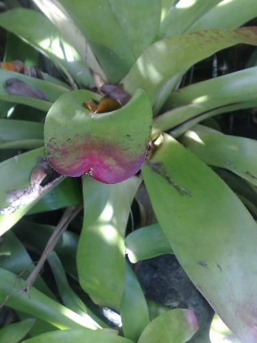 gardening - bromeliad